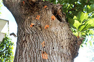 Vigilance Longicorne Tigre